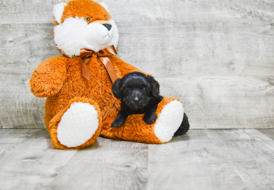 Mini Labradoodle Pup Being Cute