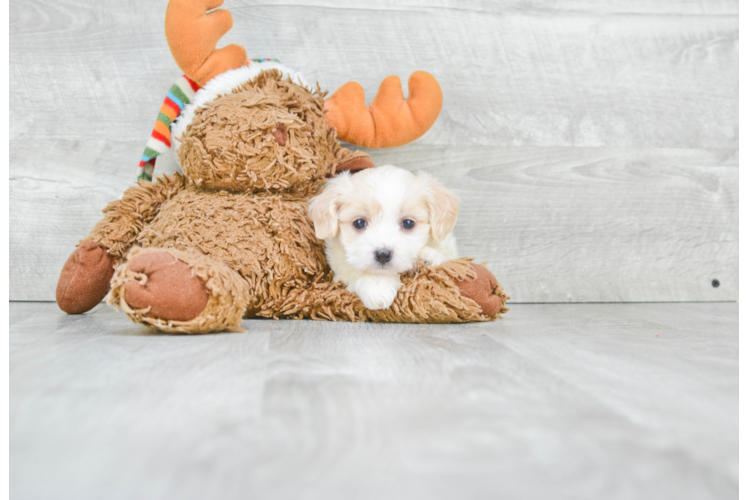 Cavachon Puppy for Adoption