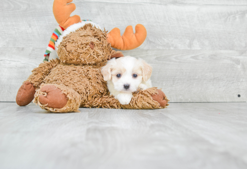 Cavachon Puppy for Adoption