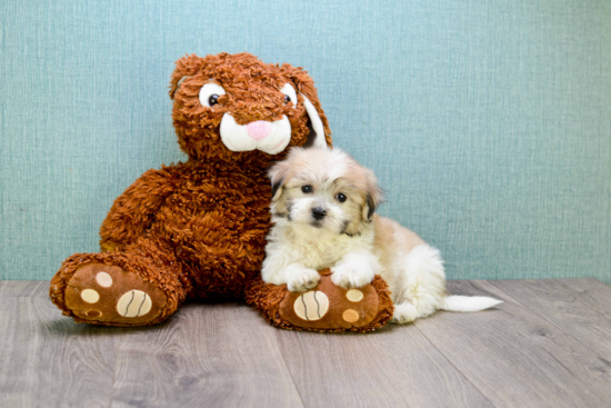 Teddy Bear Pup Being Cute