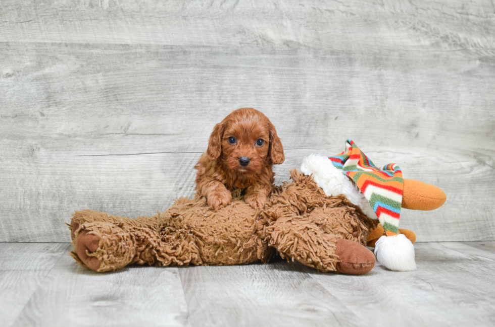 Small Cavapoo Baby