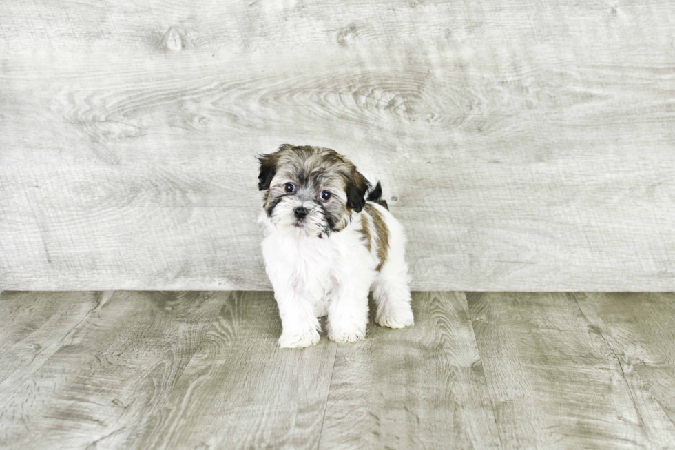 Happy Havanese Purebred Puppy