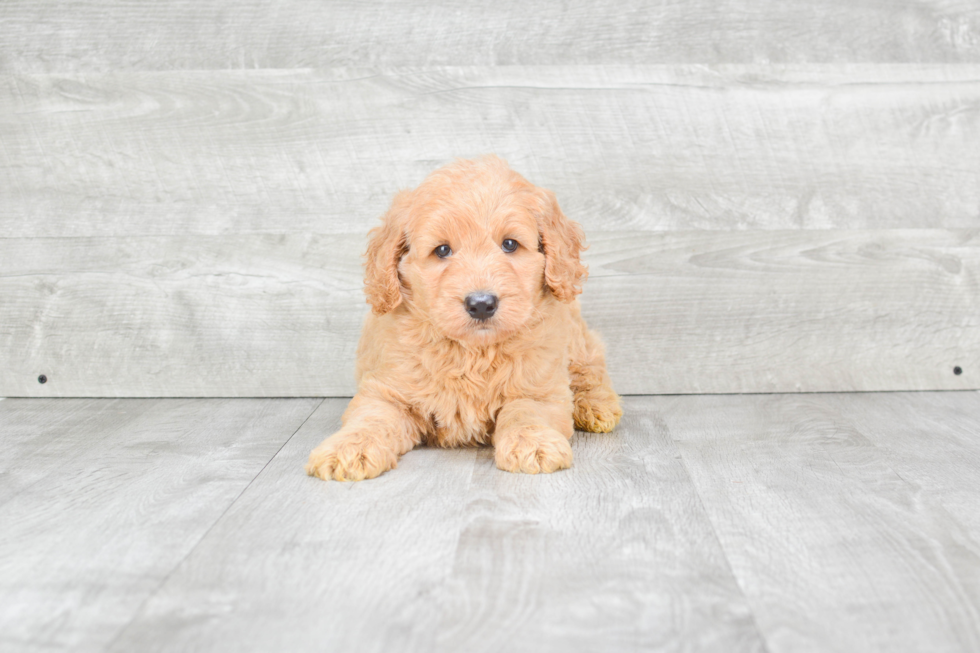 Mini Goldendoodle Pup Being Cute