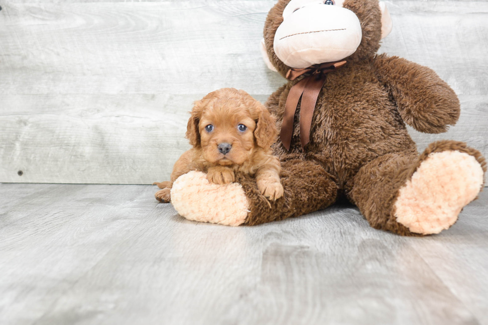 Hypoallergenic Cavoodle Poodle Mix Puppy