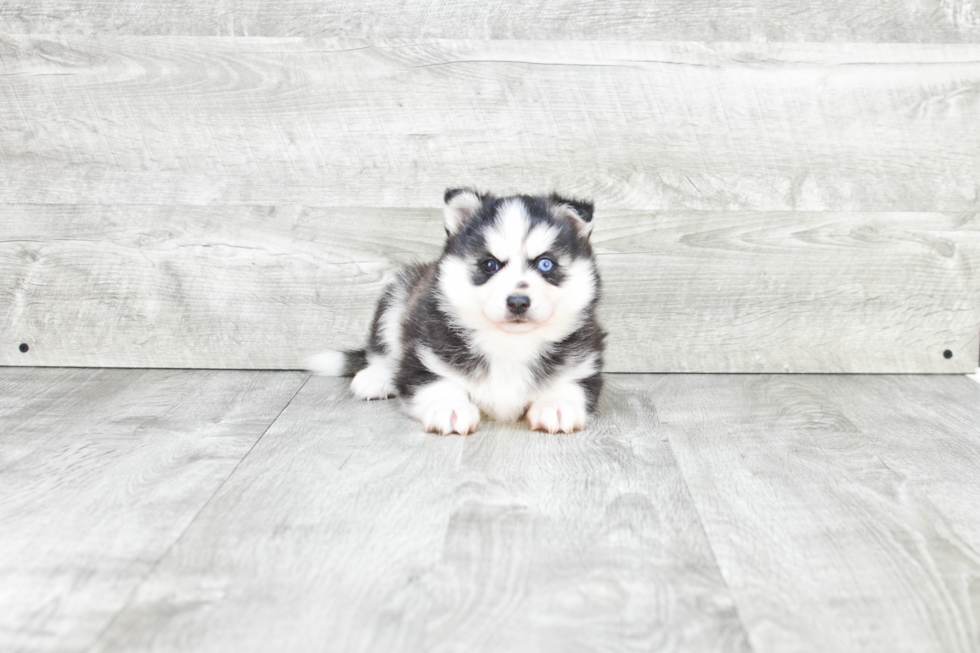 Funny Pomsky Designer Pup