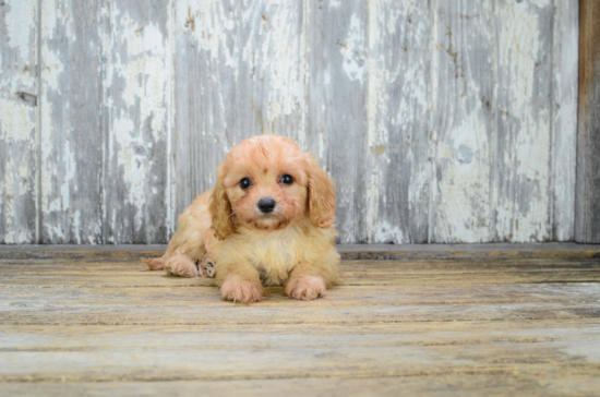 Cavapoo Puppy for Adoption