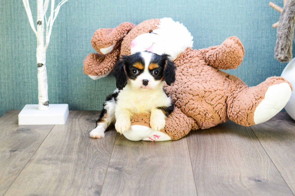 Best Cavalier King Charles Spaniel Baby