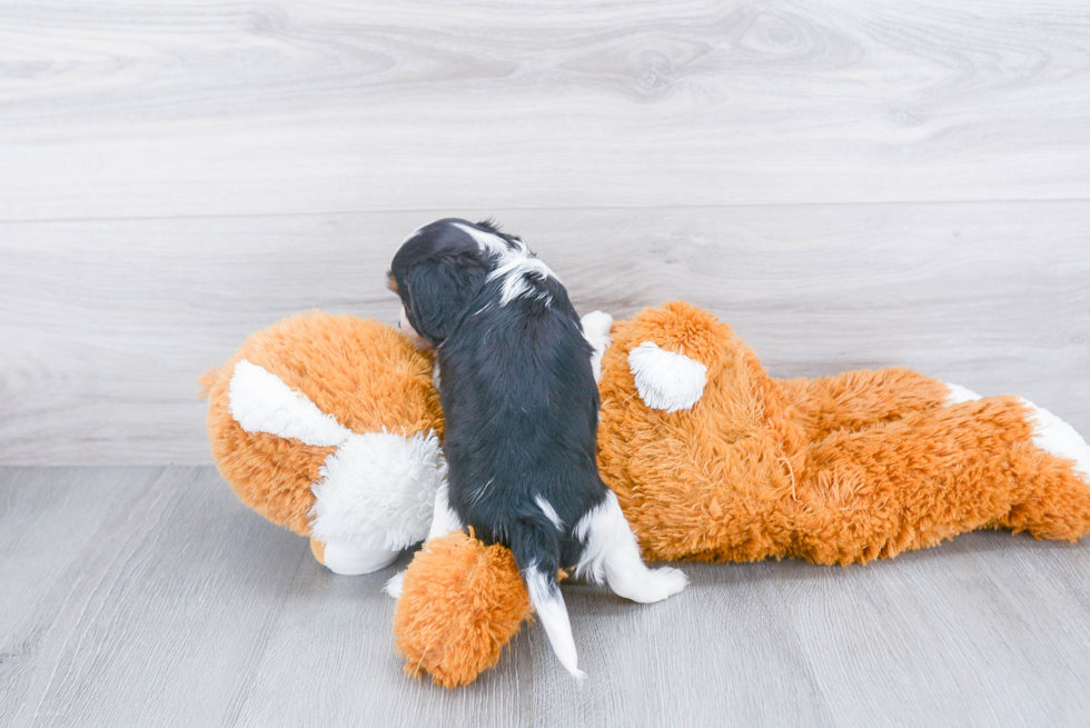 Cavalier King Charles Spaniel Pup Being Cute