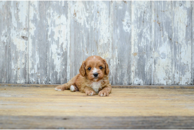 Adorable Cavoodle Poodle Mix Puppy