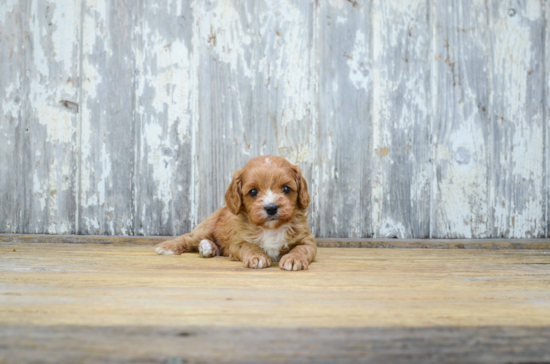 Adorable Cavoodle Poodle Mix Puppy