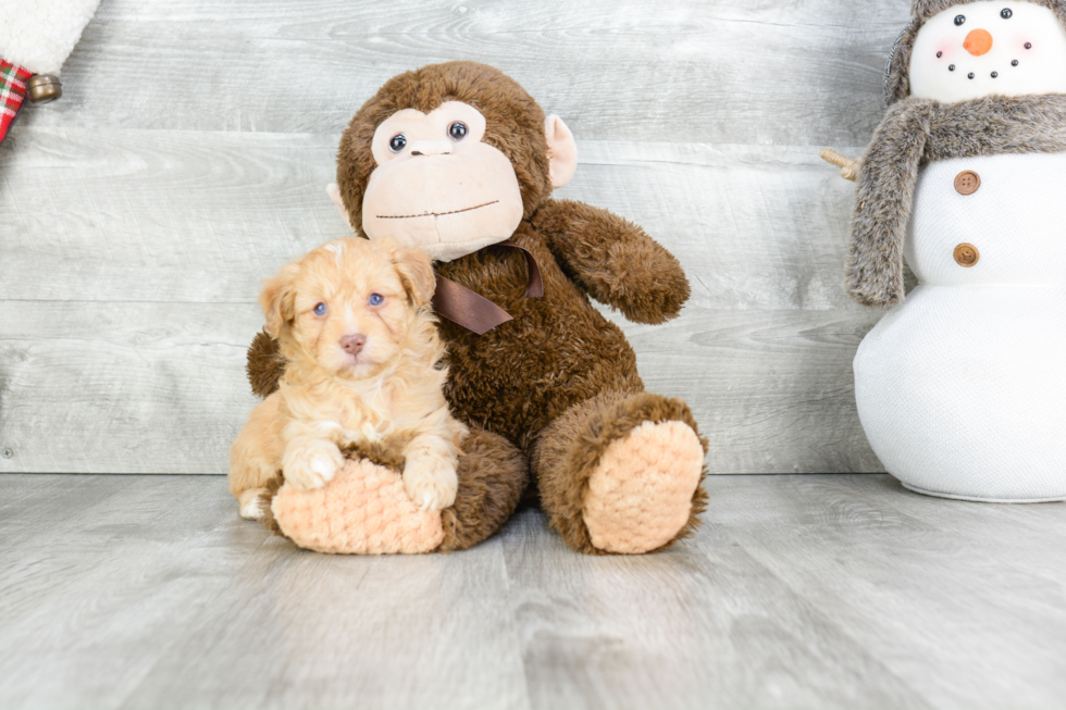 Best Mini Aussiedoodle Baby