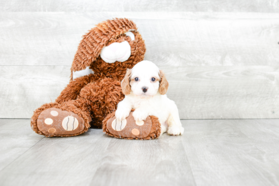 Popular Cavapoo Poodle Mix Pup