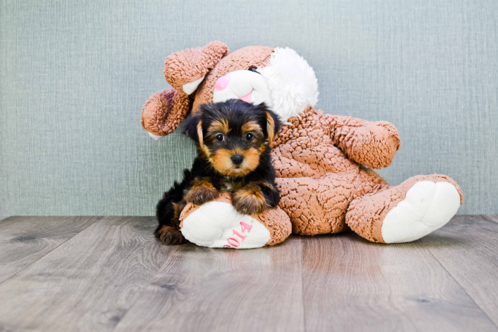 Meet Sonya - our Yorkshire Terrier Puppy Photo 