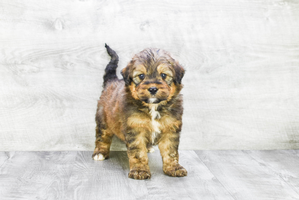 Mini Bernedoodle Pup Being Cute