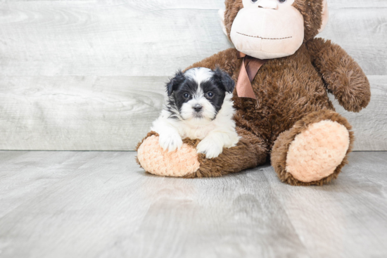 Teddy Bear Pup Being Cute