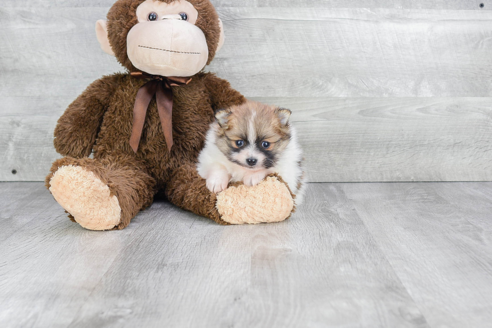 Hypoallergenic Pomeranian Baby