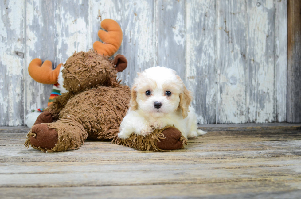 Best Cavachon Baby