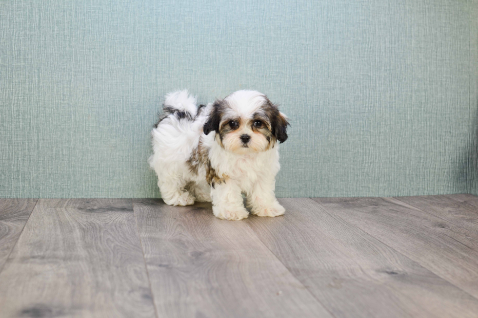 Teddy Bear Pup Being Cute