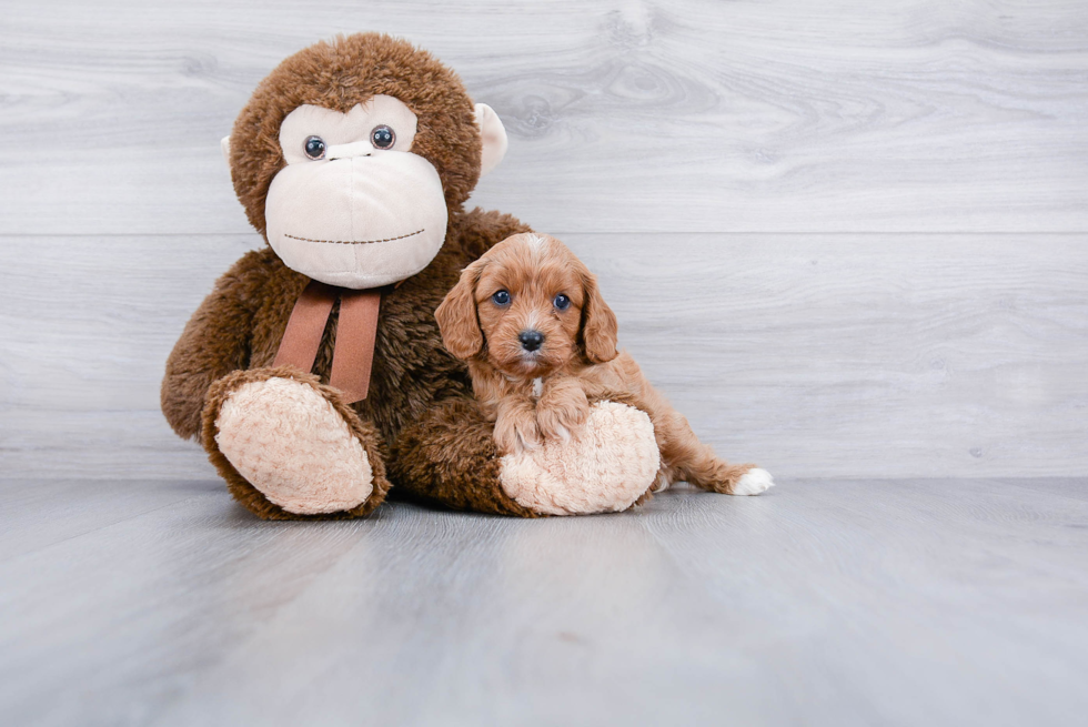 Cavapoo Puppy for Adoption