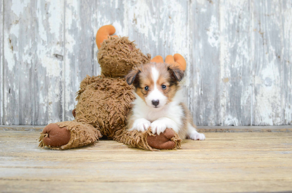 Best Sheltie Baby