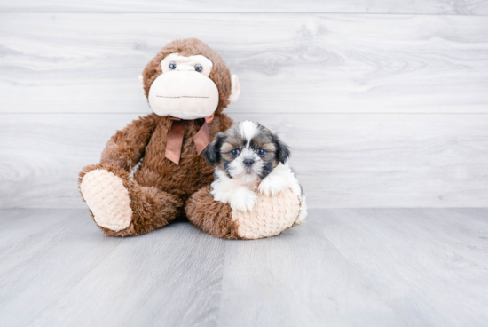 Teddy Bear Pup Being Cute