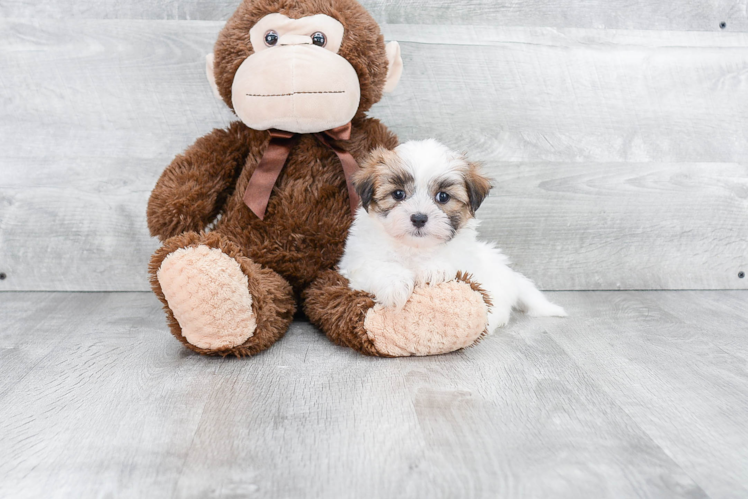 Playful Shichon Designer Puppy