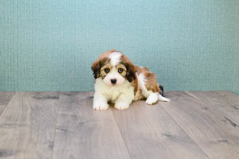 Friendly Cavachon Baby