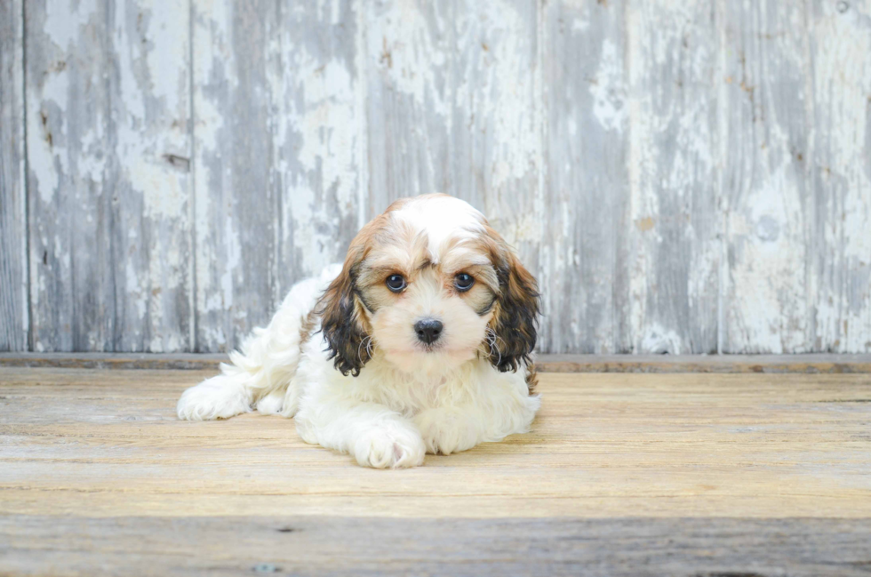 Happy Cavachon Baby