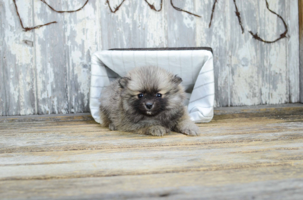 Petite Pomeranian Purebred Puppy