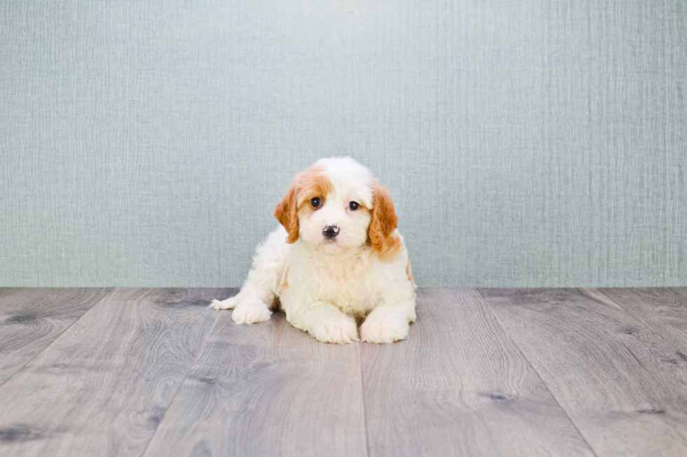 Cute Cavachon Baby