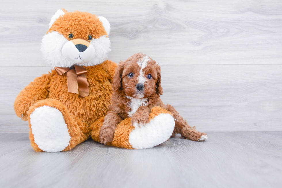 Best Cavapoo Baby