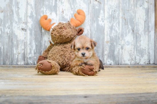 Morkie Pup Being Cute