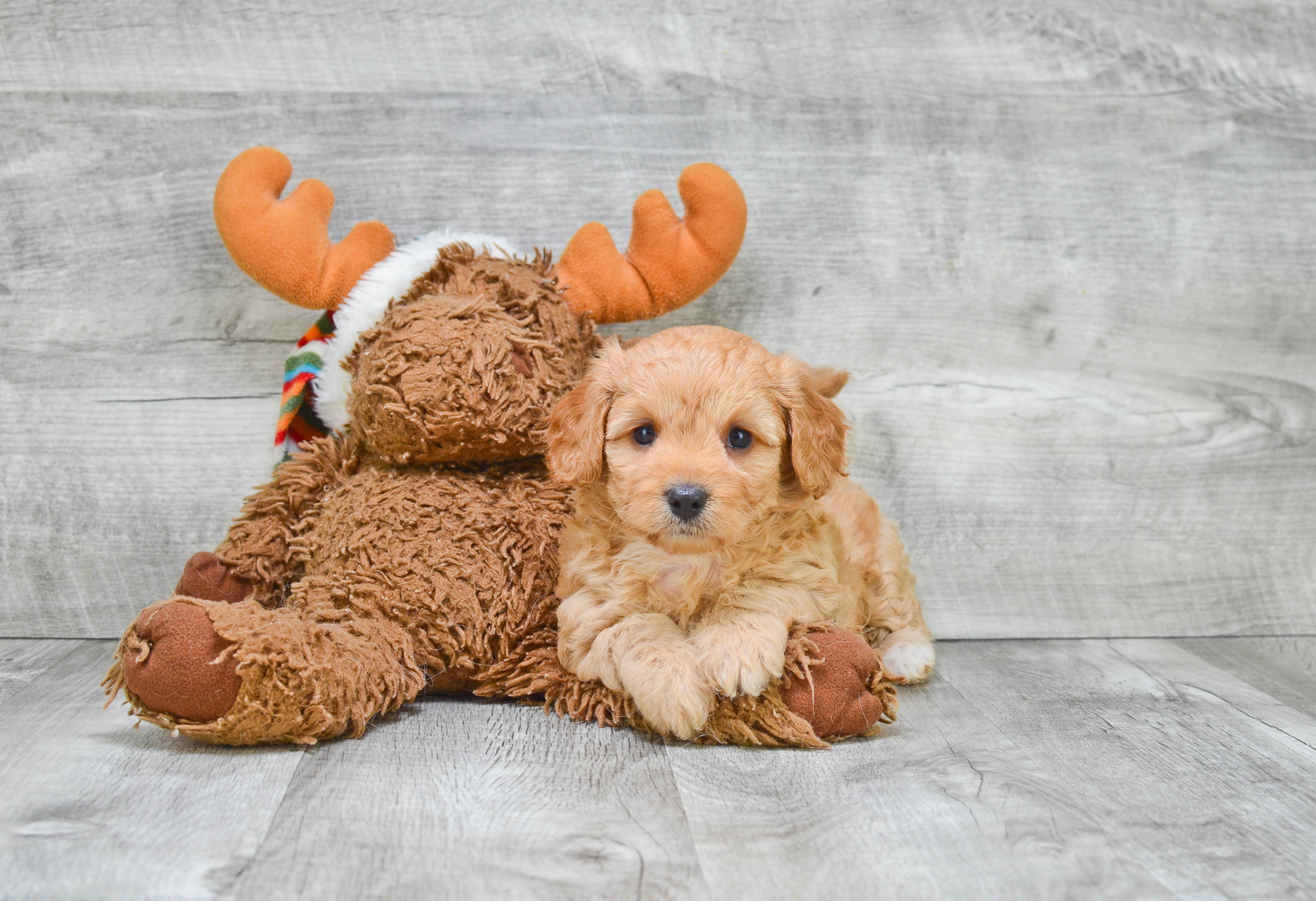 Best Cavapoo Baby