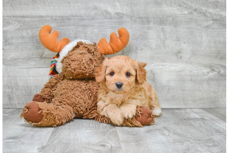 Best Cavapoo Baby