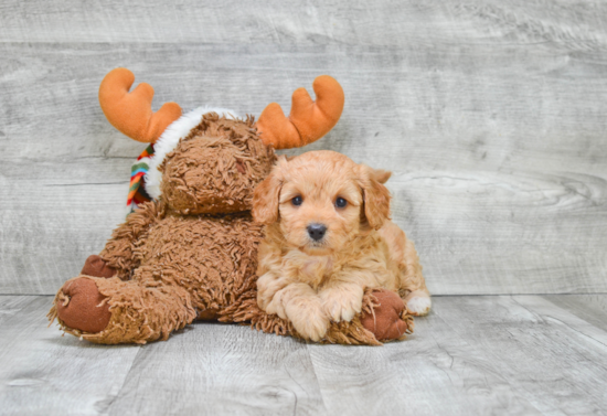 Best Cavapoo Baby