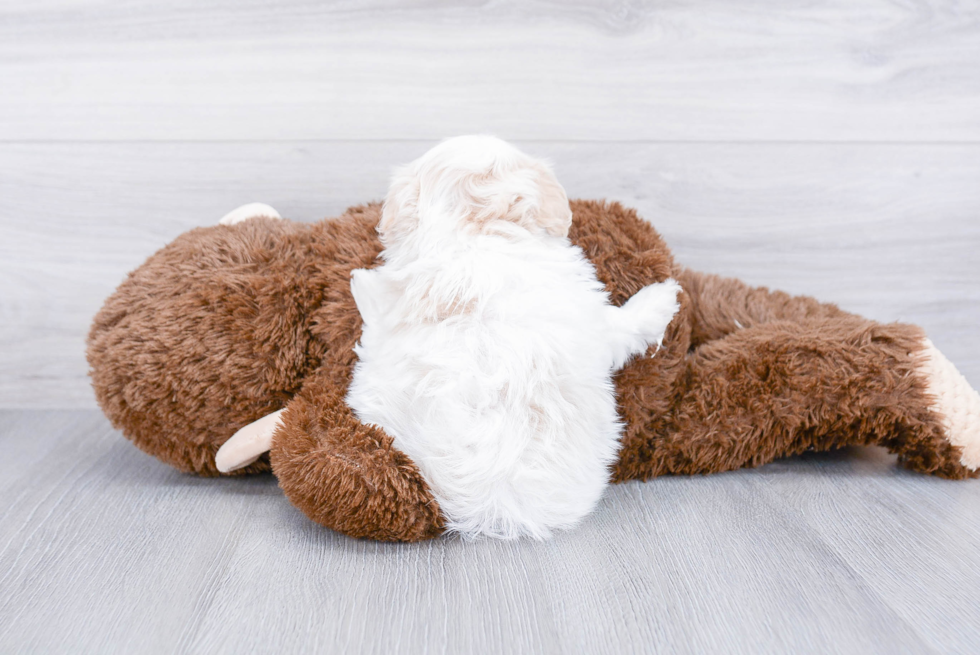 Petite Maltipoo Poodle Mix Pup