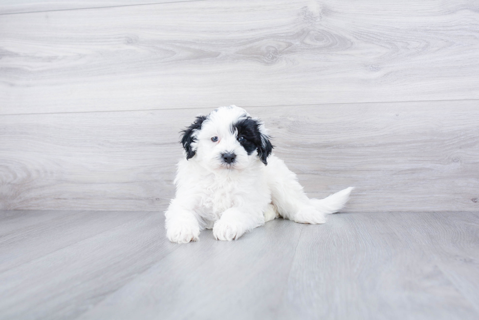 Popular Mini Sheepadoodle Poodle Mix Pup