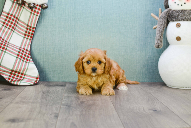 Energetic Cavoodle Poodle Mix Puppy