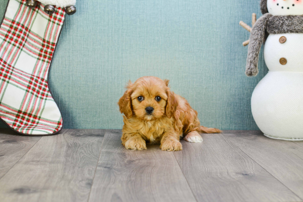 Energetic Cavoodle Poodle Mix Puppy