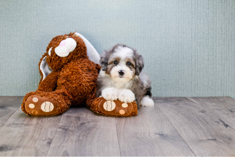 Fluffy Mini Aussiedoodle Poodle Mix Pup