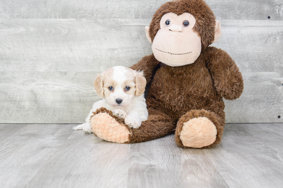 Cavachon Puppy for Adoption