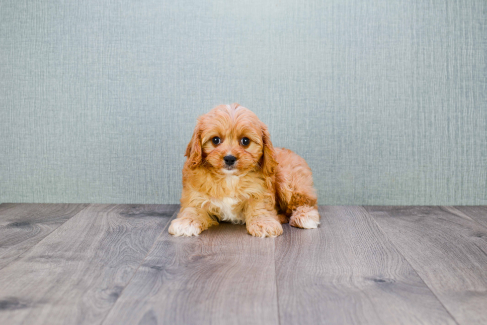 Hypoallergenic Cavoodle Poodle Mix Puppy