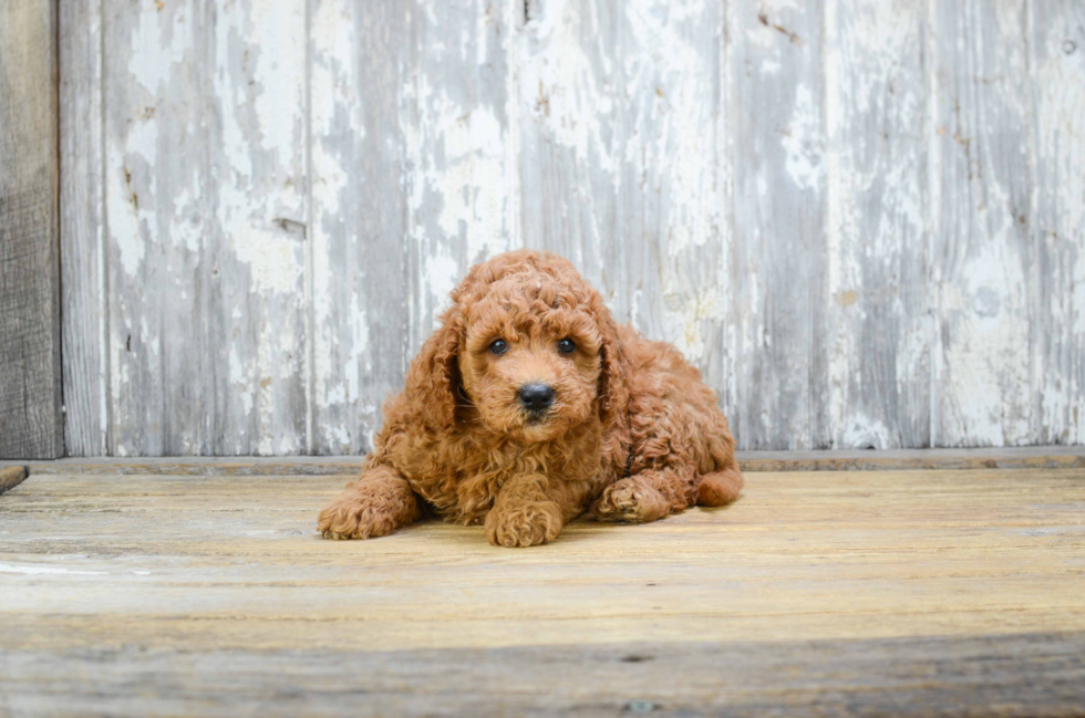 Happy Mini Goldendoodle Baby