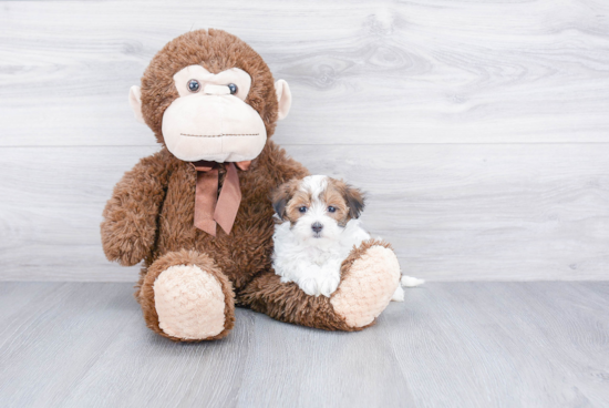 Cute Maltipoo Baby