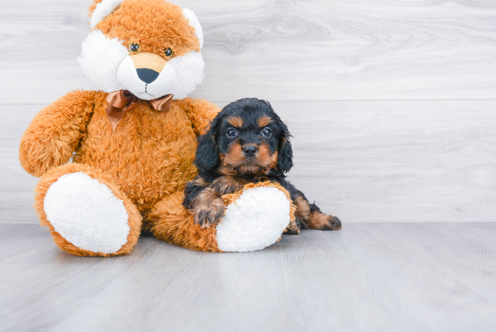 Best Cavapoo Baby