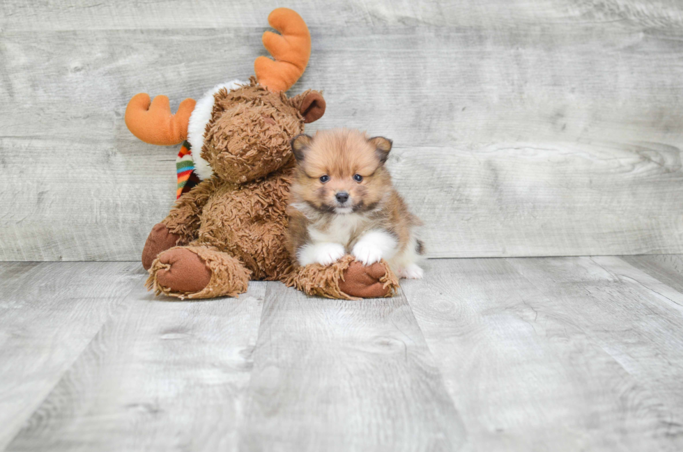 Pomeranian Puppy for Adoption