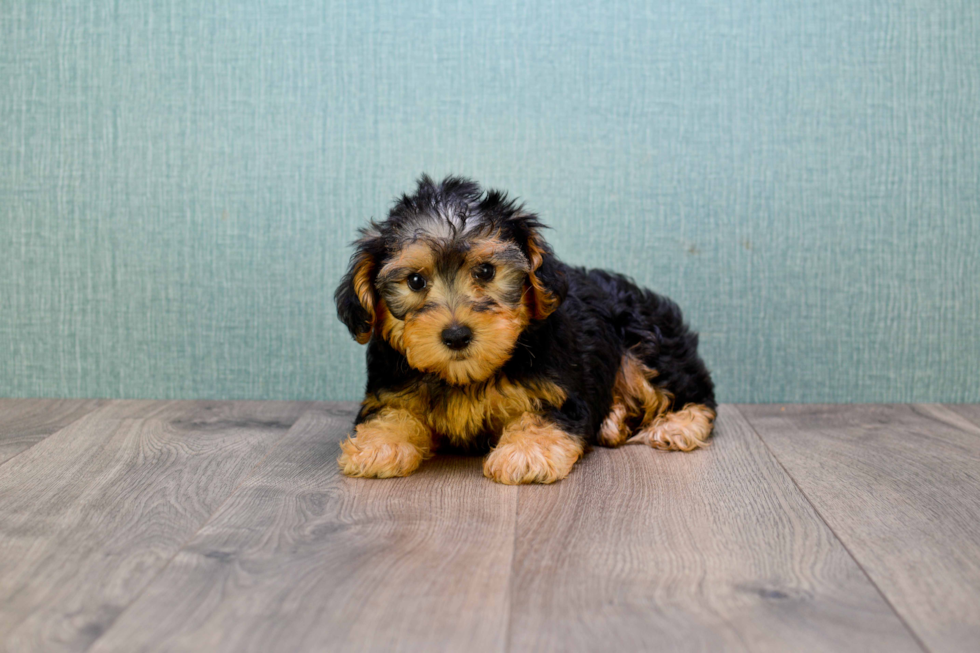 Adorable Yorkie Doodle Poodle Mix Puppy