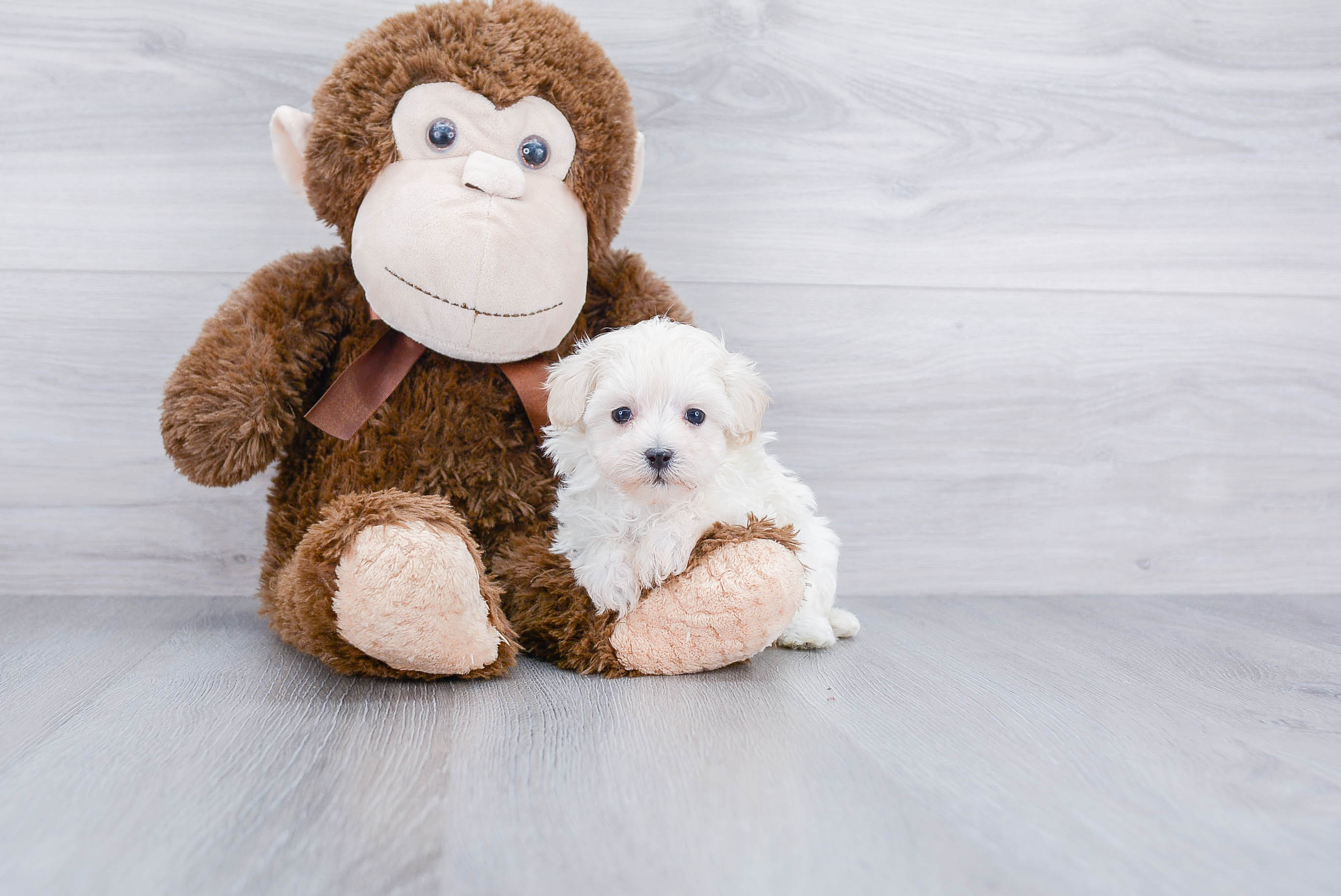 Best Maltipoo Baby