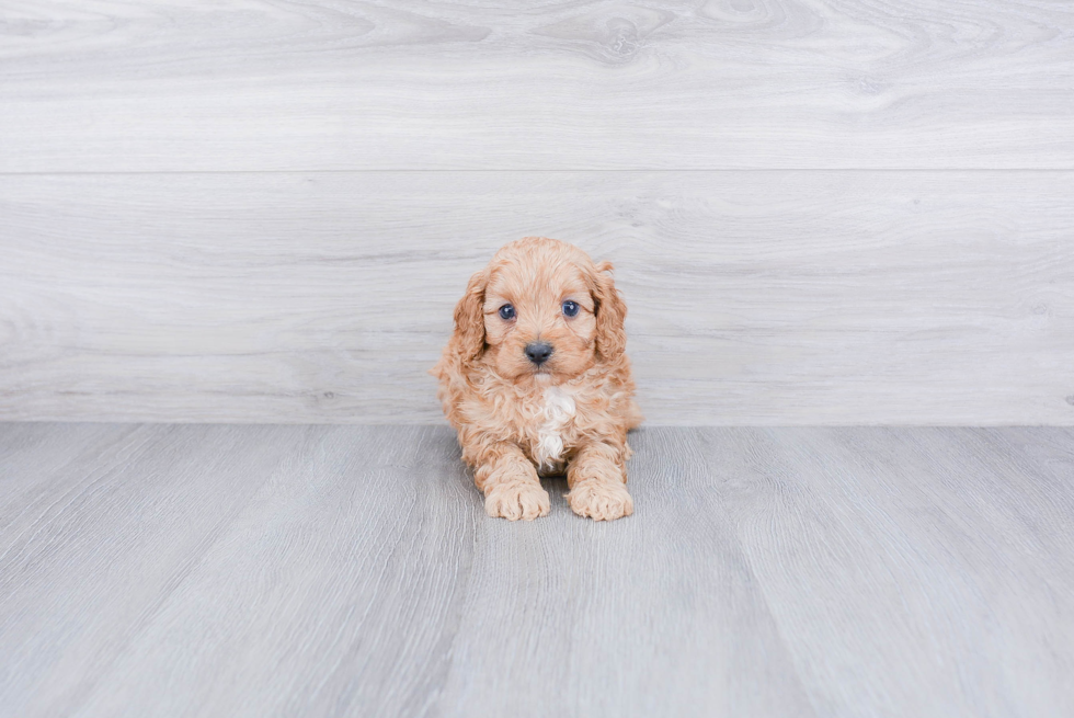 Friendly Cavapoo Baby