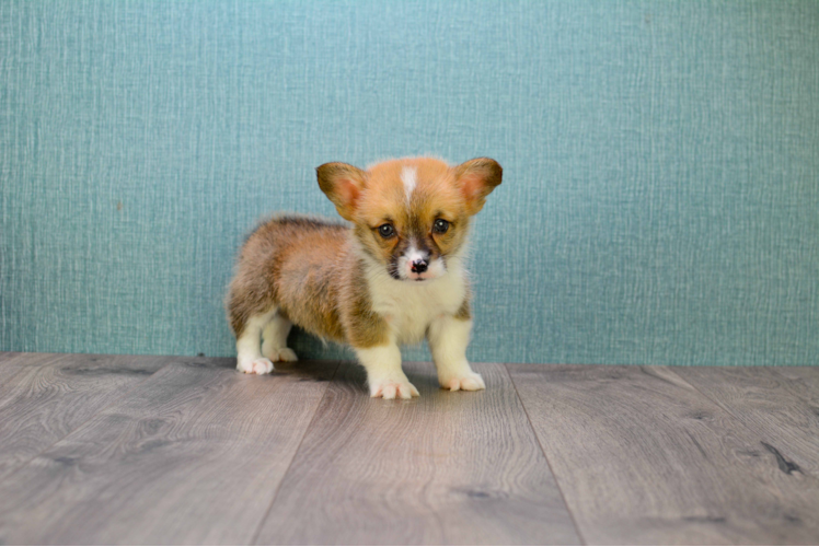 Best Welsh Corgi Baby